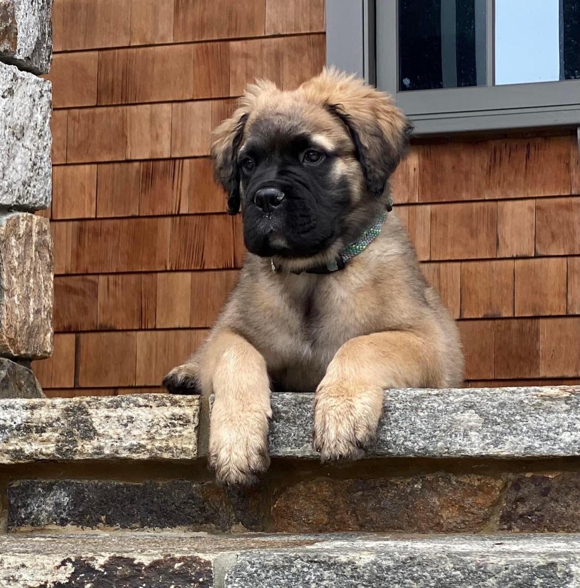 What Is A Fluffy English Mastiff